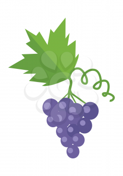 Bunch or cluster of red grapes. Blue grapes with a leaf. Red vine. Fruit for preparation check elite vintage strong wine. Grapery racemation. Part of series of viniculture production items. Vector