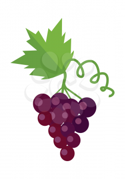 Bunch of red wine grape with green leaves. Fresh fruit. Vineyard grape icon. Red grape icon. Wine grape icon. Isolated object in flat design on white background. Vector illustration.