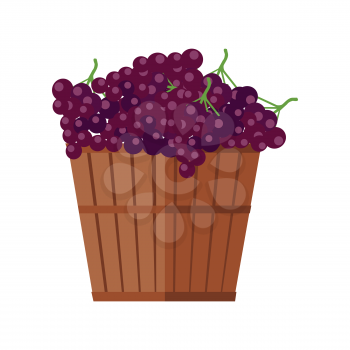 Wooden basket with grapes. Red vine. Fruit for preparation check elite vintage strong wine. Bunch or cluster of grapes. Grapery racemation. Part of series of viniculture production items. Vector