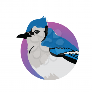 Blue jay vector. Birds wildlife concept in flat style design. North America fauna illustration for prints, posters, childrens books illustrating. Beautiful jay bird seating isolated on white.