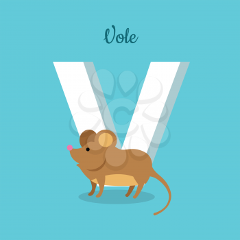 Animal alphabet vector concept. Flat style. Zoo ABC with wild animal. Cute vole mouse standing on blue background, letter V behind. Educational glossary. For children s books, textbooks illustrating