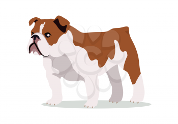 English bulldog breed flat design vector. Purebred pet. Domestic friend and companion animal illustration. For pet shop ad, animalistic hobby concept, breeding illustration. Cute canine portrait.