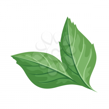 Green leaf vector illustration. Flat design. Spring flowering and autumn trees defoliation. For nature concepts, plant infographic, icons or web design. Gardening growing. Isolated on white background