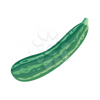 Fresh vegetable marrow isolated. Oblong, green squash. Vegetable marrow courgette or zucchini. Harvest courgette organic ingredient. Edible casings for mincemeat and stuffings. Vector in flat style
