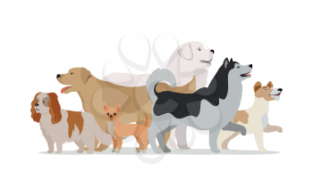 Collection of different dogs isolated on white. Husky, Golden retriever, Jack Russell Terrier, Maremma Sheepdog, Chihuahua, Cavalier king charles spaniel breeds. Dog pet shop banner poster. Vector.