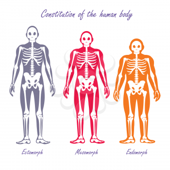 Human body constitution vector concept. Flat design. Anthropological anatomy scheme. Skeletons with muscle color silhouettes. Ectomorph, mesomorph, endomorph people somatotypes illustration. On white 