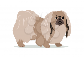 Pekingese isolated on white background. Lion Dog, Peking Lion, Pelchie Dog or Peke. Ancient breed of toy dog, originating in China. Hand drawn home pet. Popular small breed. Series of puppies. Vector