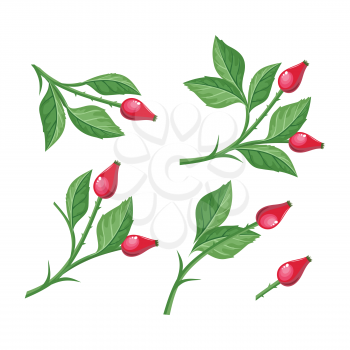 Wild rose hip with berries isolated on white background. Briar twig. Dog rose berries. Stylized branch of red berries. Can be used for greeting card design. Winter season holidays. Vector