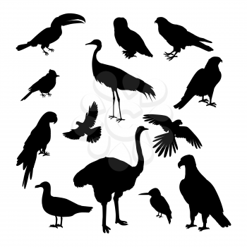 Set of birds silhouettes vector. Fauna template. Illustration for nature concepts, compositions, pet shop advertising. Parrot, jay, owl, many different birds silhouettes isolated on white background.