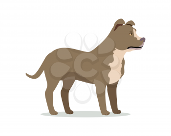 American pit bull terrier isolated. American Staffordshire Terrier, Bully, and Staffordshire Bull Terrier. Created by breeding bulldogs and terriers. Fighting dog. Series of puppies icons. Vector