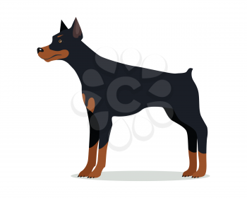 Doberman Pinscher, Dobermann, Doberman isolated on white. Dog of medium-large size with square build and short coat. Home pet. Popular compactly built and athletic breed. Series of puppies. Vector