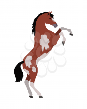 Rearing pinto horse with hind legs vector. Flat design. Domestic animal. Country inhabitants concept. For farming, animal husbandry, horse sport illustrating. Agricultural species. Isolated on white