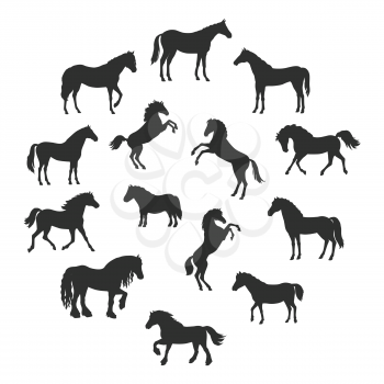 Collection of vector silhouettes of horses breeds in different poses. Standing, runnung, rearing horses. Flat style. For inforgaphics, app icons, equestrian club logo and web design. Isolated on white
