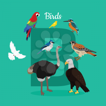 Birds with letter B isolated on green. Dove parrot eagle ostrich cockatoo hawk. Different birds kinds. Collection of aves. Part of alphabetic series with animals. ABC, alphabet. Vector in flat style.