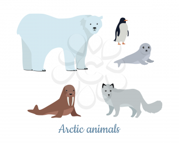 Set of arctic animals in flat design. Wild herbivorous and predatory species. Polar beer, seal, polar fox, walrus, penguin illustrations. For nature concepts, children's books, printing materials