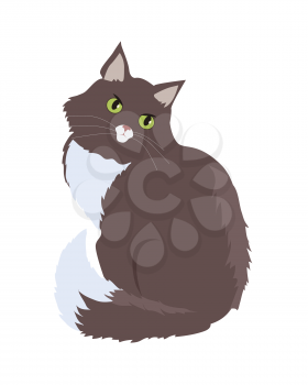 Siberian cat breed. Cute brown cat seating flat vector illustration isolated on white background. Purebred pet. Domestic friend and companion animal. For pet shop ad, animalistic hobby concept