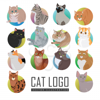 Different breed cat s faces. European shorthair, exotic, bengal, somali, maine coon cats heads flat vector illustrations set isolated on white background. For pet shop ad, animalistic hobby concepts