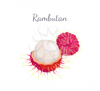 Rambutan exotic juicy stone fruit vector whole and cut isolated. Dieting vector vegetarian icon, edible tropical fruits lychee, longan, and mamoncillo