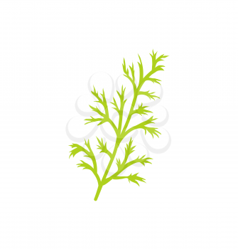 Dill species herb closeup icon. Twig of anethum graveolens branch with thin leaves used in cooking of dishes. Plant greenery herbal product vector