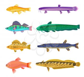 Jack Dempsey and cichlid fish set. Marine and ocean dwellers with spots on body, gills and vents. Limbless animals isolated on vector illustration
