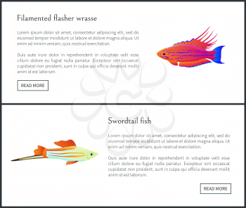 Filamented flasher wrasse and swordtail sharp fish web sites set with headlines and info, Tropical species of marine waters on vector illustration