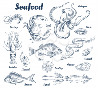Seafood poster and species with headlines and types of marine dwellers. Crab and lobster, shells and squid. Octopus and bass fish vector illustration