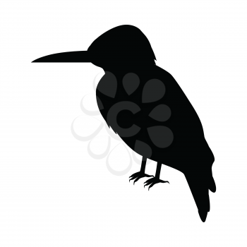 Kingfisher vector. Predatory birds wildlife concept in black color. Tropical fauna illustration for prints, posters, childrens books illustrating. Beautiful kingfisher bird seating isolated on white.