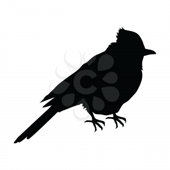 Blue jay vector. Birds wildlife concept in black color. North America fauna illustration for prints, posters, childrens books illustrating. Beautiful jay bird seating isolated on white.