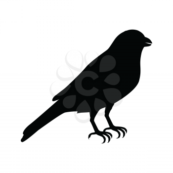 Canary vector. Domestic songbird concept in black color. Illustration for pet stores advertising, childrens books illustrating. Beautiful canary bird isolated on white.