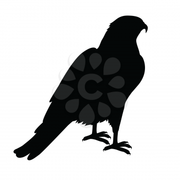 Hawk vector. Predatory birds wildlife concept in black color. World fauna illustration for prints, posters, childrens books illustrating. Beautiful hawk seating isolated on white.