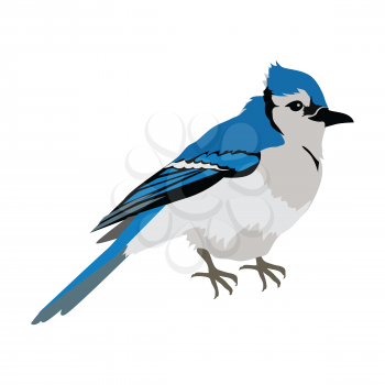 Blue jay vector. Birds wildlife concept in flat style design. North America fauna illustration for prints, posters, childrens books illustrating. Beautiful jay bird seating isolated on white.