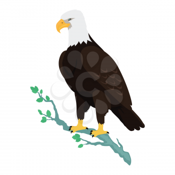 Bald eagle vector. Predatory birds wildlife concept in flat style design. North America fauna illustration. Picture for national symbolics, encyclopedia, books illustrating. Isolated on white.