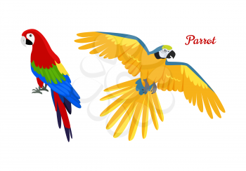 Ara parrot vector. Birds of Amazonian forests in flat design illustration. Fauna of South America. Beautiful colorful Ara parrots for icons, posters, childrens books illustrating. Isolated on white.