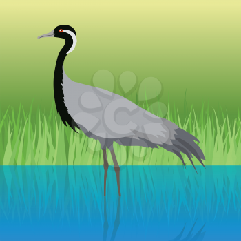 Demoiselle crane vector. Water birds wildlife concept in flat style design. Eurasia fauna illustration for encyclopedia, childrens books illustrating. Beautiful crane bird standing in river.