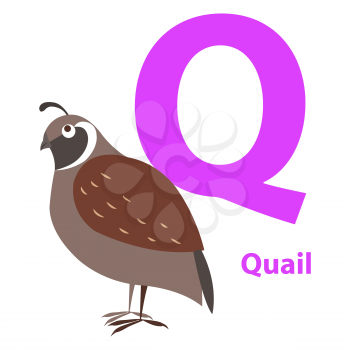 Brown quail on alphabet card with letter Q flat design on white background. Singing bird with ocher color on training image. Vector illustration of funny ABC for children in flat design cartoon style