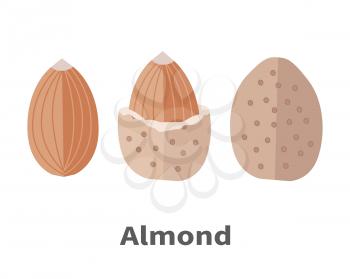 Almond nuts vector in flat design. Traditional raw, salty of fried snack. Diet product, culinary ingredient, spice, source of vitamins, elements, fatty acids and essential oils. Isolated on white.