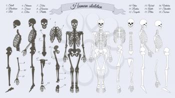 Human skeleton. White and black. Names of peple's bones. Skull, backbone, rib, stornum, femur, tibia, fibia, humerus, patella ulna radius scapula wrist ankle shoulder sacrum vertebra Vector