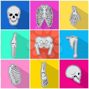 Skeleton icons set. Types of human bones on bright background. White bones, skull, breastbone, pelvis, fingers, radius bone. Anatomy skeleton. Bone structure. Flat design Vector illustration
