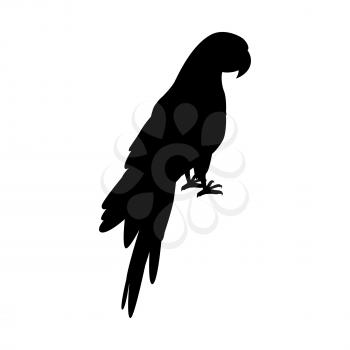 Ara parrot vector. Birds of Amazonian forests in black color. Fauna of South America. Beautiful Ara parrot posters, childrens books illustrating. Isolated on white.