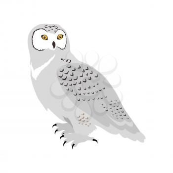Snowy owl vector. Predatory birds wildlife concept in flat style design. North fauna illustration for ,encyclopedia, childrens books illustrating. Beautiful snowy owl bird seating isolated on white.