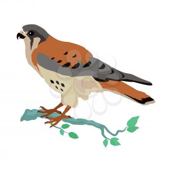 American kestrel vector. Predatory birds wildlife concept in flat style design. American fauna illustration for prints, posters, childrens books illustrating. Beautiful falcon bird seating isolated on white.