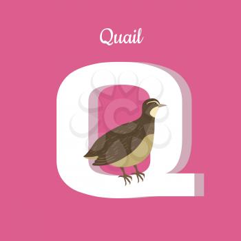 Animals alphabet. Letter - Q. Brown quail sits on letter. Alphabet learning chart with animal illustration for letter and animal name. Vector zoo alphabet with cartoon animal on pink background