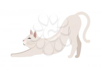 Burmilla cat breed. Cute shorthair cat stretching flat vector illustration isolated on white background. Domestic purebred friend, companion animal. For pet shop ad, hobby concept, breeding club
