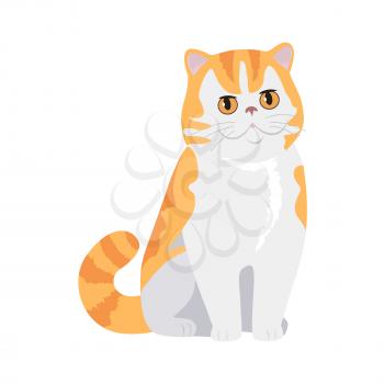 Exotic cat breed. Cute red cat seating flat vector illustration isolated on white background. Purebred pet. Domestic friend and companion animal. For pet shop ad, animalistic hobby concept, breeding