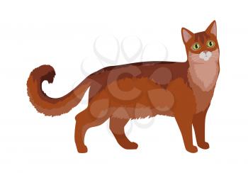Somali cat breed. Cute fluffy red cat standing flat vector illustration isolated on white background. Purebred pet. Domestic friend and companion animal. For pet shop ad, hobby concept, breeding