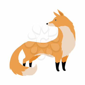Fox flat style vector. Wild predatory animal. Middle latitudes fauna species. Beautiful red fox cartoon on white background. For nature concepts, children s books illustrating, printing materials