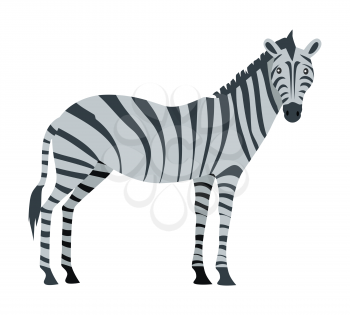 Zebra cartoon isolated on white. African equids horse family united by their distinctive black and white striped plains zebra, the Gr vy s zebra and the mountain zebra. Sticker for children. Vector