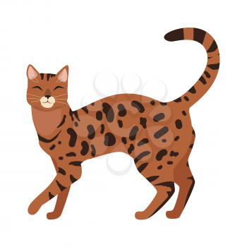 Bengal cat breed. Cute spotted, cat walking with raised tail flat vector illustration isolated on white background. Purebred pet. Domestic friend and companion animal. For pet shop ad, hobby concept