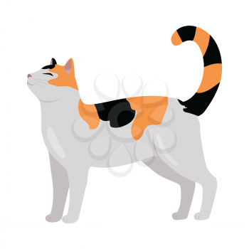Calico cat breed. Cute tricolor cat standing with raised tail flat vector illustration isolated on white background. Purebred pet. Domestic friend and companion animal. For pet shop ad, hobby concept, breeding