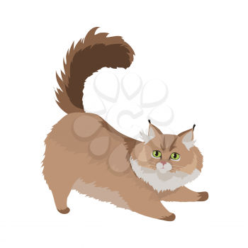 Maine coon cat breed. Cute fluffy cat stretching flat vector illustration isolated on white background. Purebred pet. Domestic friend and companion animal. For pet shop ad, animalistic hobby concept